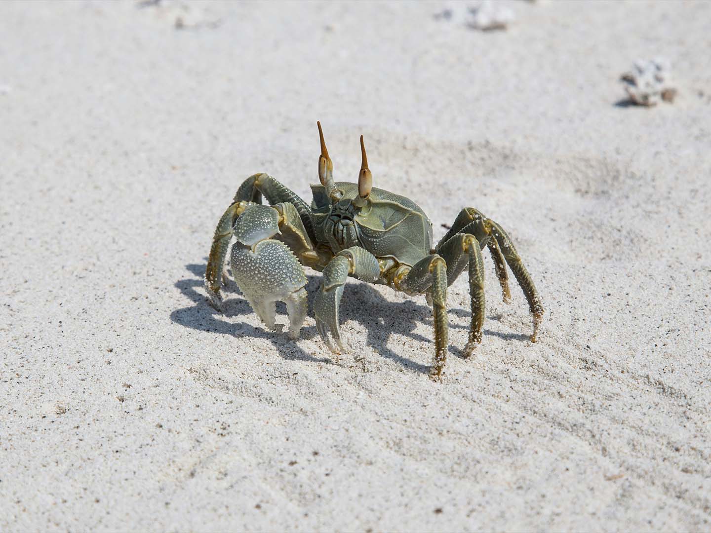 King Crab Legs The Royalty of Seafood Boils